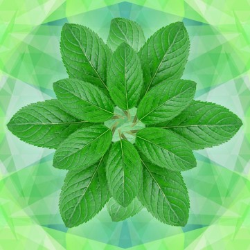 DV - Peppermint