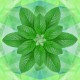 DV - Peppermint