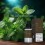 Nord Mynte - 10 ml - 20mg
